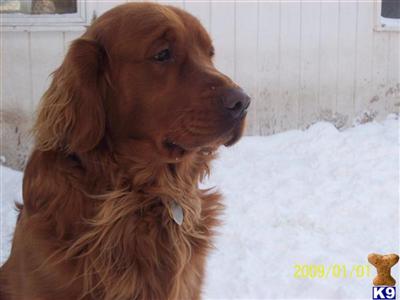 Stud Dogs in NH